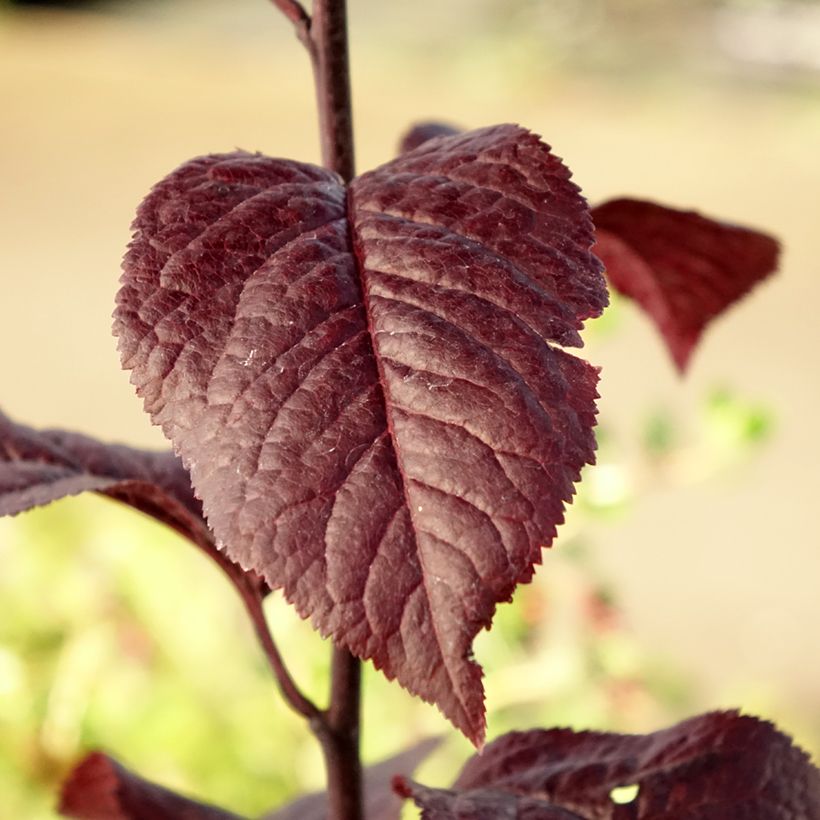 Prunus cerasifera Nigra - Kerspruim (Blad)
