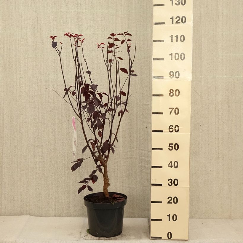 Exemplaar van Prunier à fleurs - Prunus cerasifera Nigra Pot de 7,5L/10L zoals geleverd in de herfst