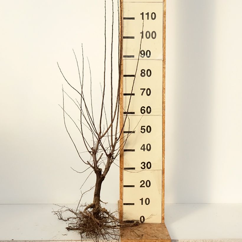 Example of Prunus cerasifera Nigra - Kerspruim Naakte wortel as you get in hiver