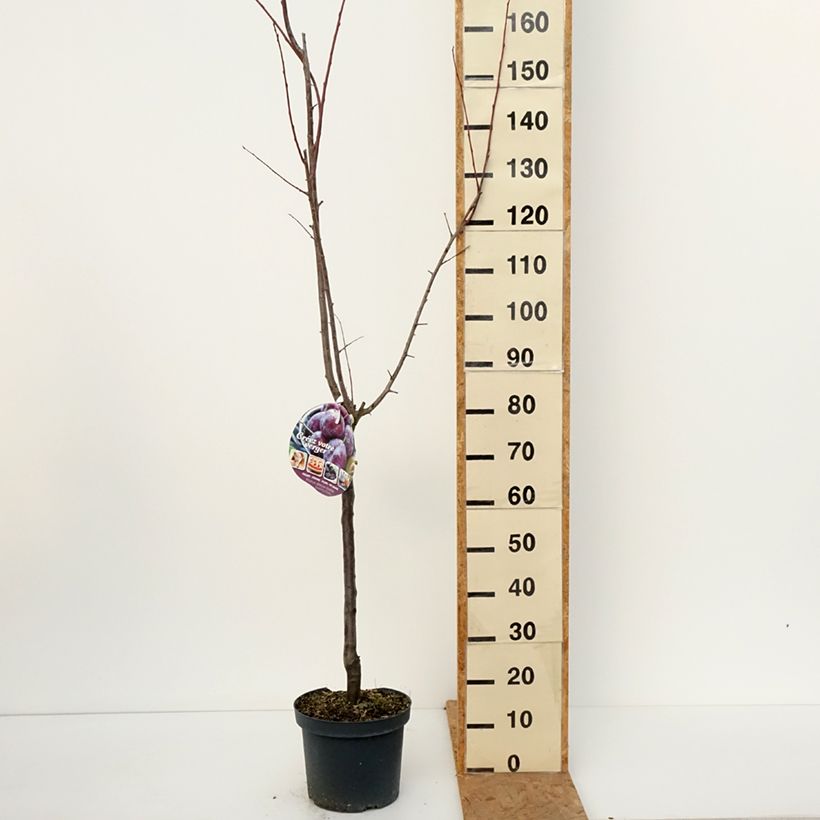 Exemplaar van Pruim Altesse Double Pot van 7,5 l/10 l, Kelkvormig zoals geleverd in de herfst