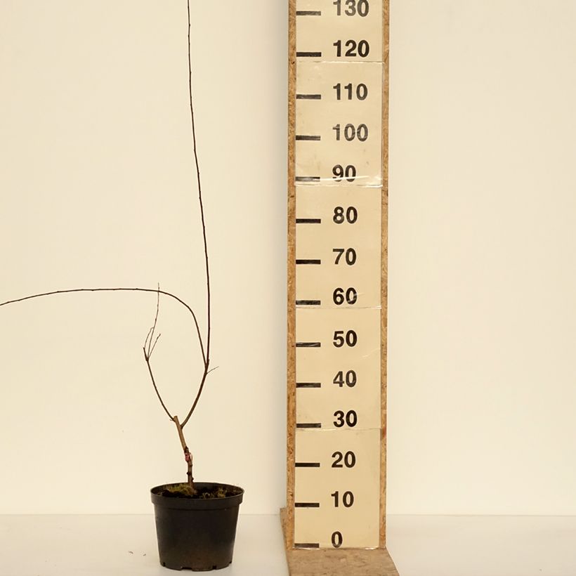 Example of Prunier cerise - Prunus cerasifera Hollywood Pot van 4 l/5 l as you get in hiver