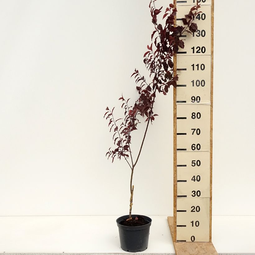Exemplaar van Prunus cerasifera Hollywood - Kerspruim Pot van 4 l/5 l zoals geleverd in de lente