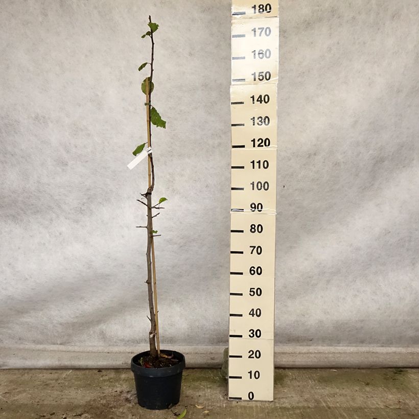 Exemplaar van Zuilvormige pruim Quetsche Toronto Pot van 6 l/7 l, Zuilvormig zoals geleverd in de herfst