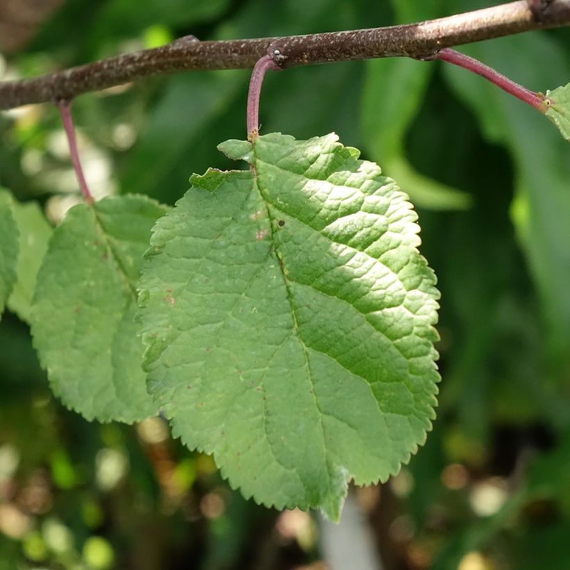 Duo-pruimenboom Opal + Victoria (Blad)