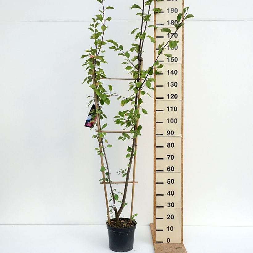 Exemplaar van Duo-pruimenboom Opal + Victoria Pot van 7,5 l/10 l, Enkel U-palmet zoals geleverd in de zomer