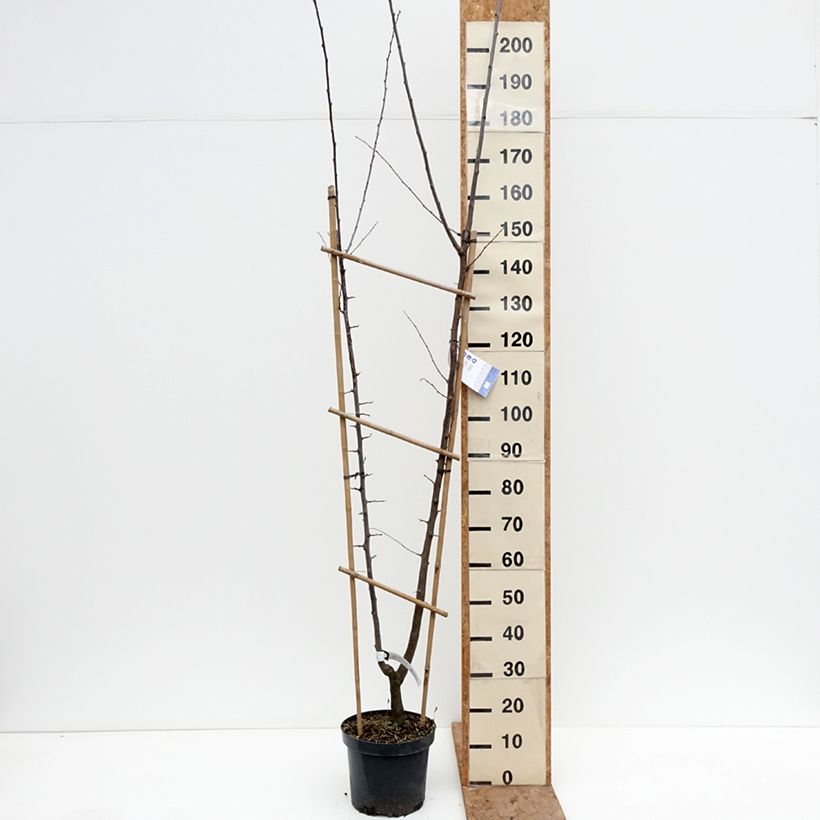 Exemplaar van Prunier Duo Opal et Victoria Pot van 7,5 l/10 l, Enkel U-palmet zoals geleverd in de winter