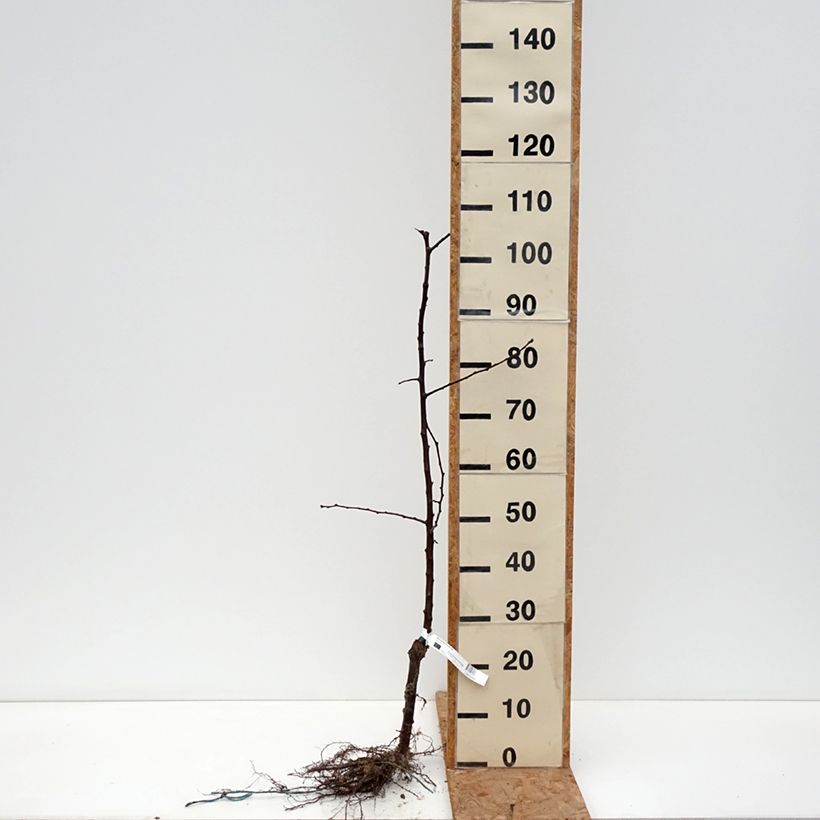 Exemplaar van Japanse pruim Black Amber BIO Naakte wortel, Onderstam zoals geleverd in de winter