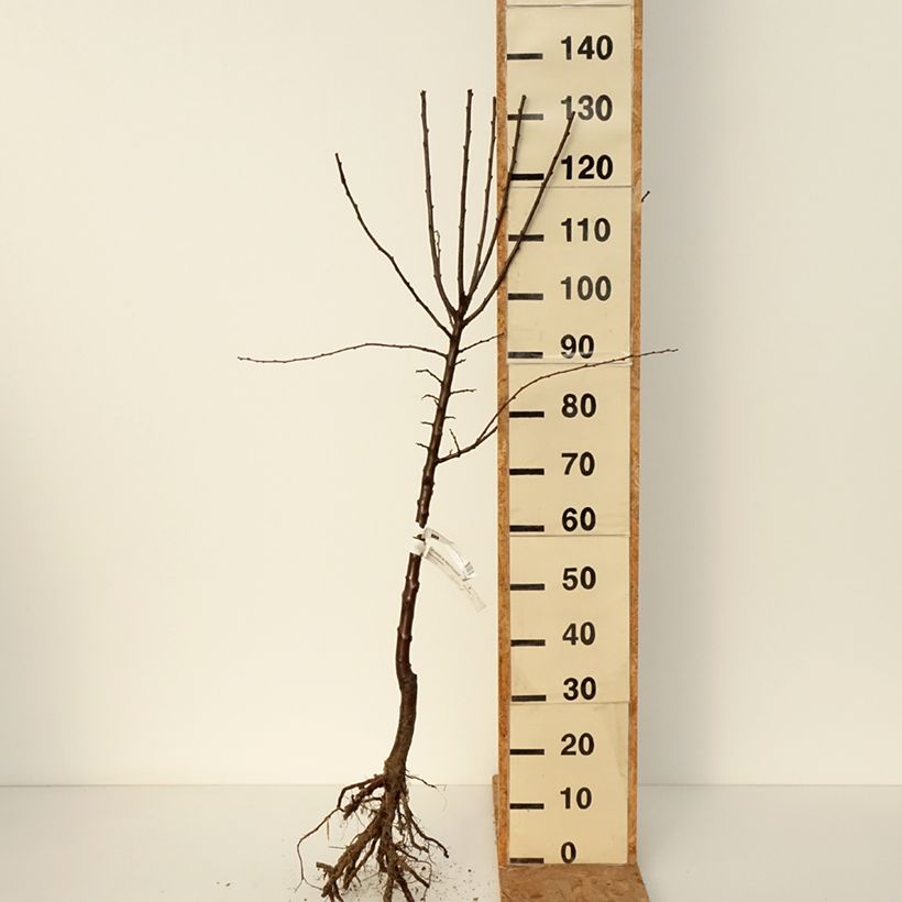 Exemplaar van Mirabelle van Metz Naakte wortel, Kelkvormig zoals geleverd in de winter