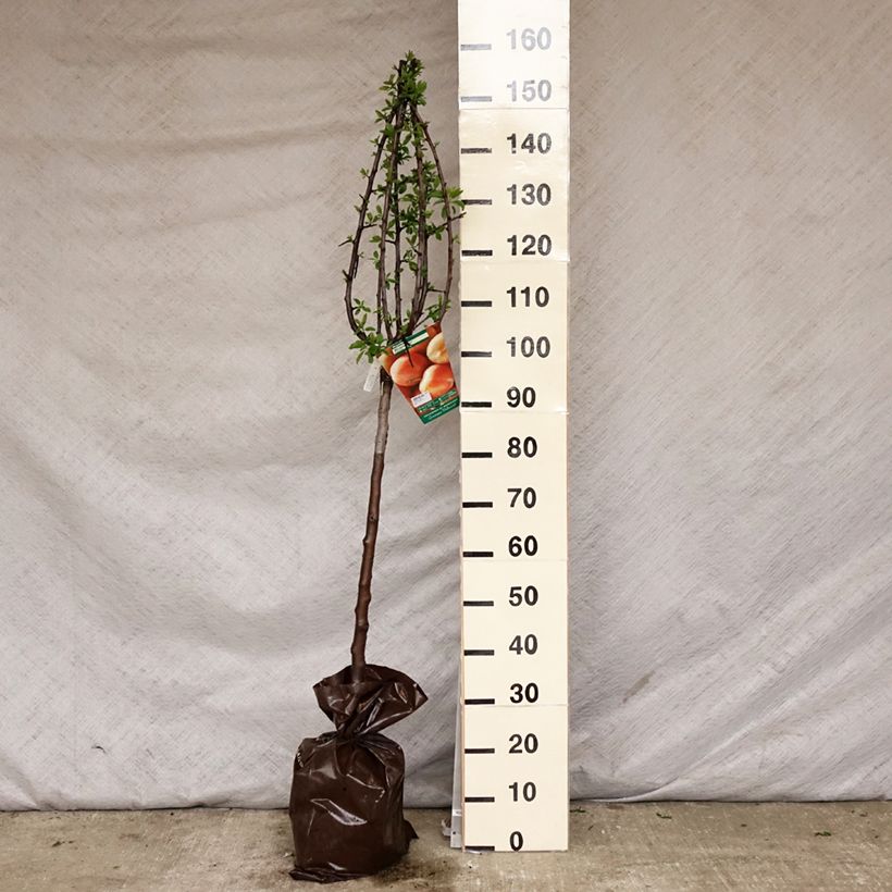 Exemplaar van Pruim Miraclaude Georges Delbard Plantklare kluit, Kelkvormig zoals geleverd in de lente