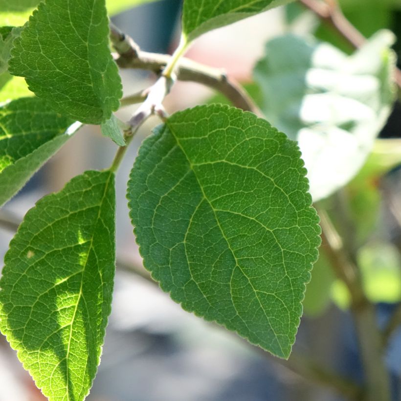 Pruim Monsieur Hatif (Blad)