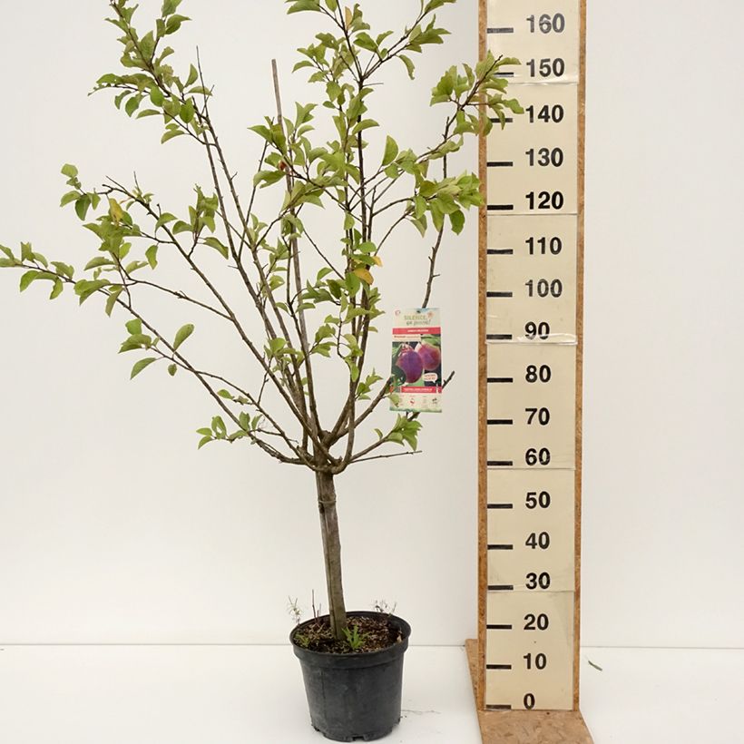 Exemplaar van Pruim Monsieur Hatif Pot van 7,5 l/10 l, Kelkvormig zoals geleverd in de zomer