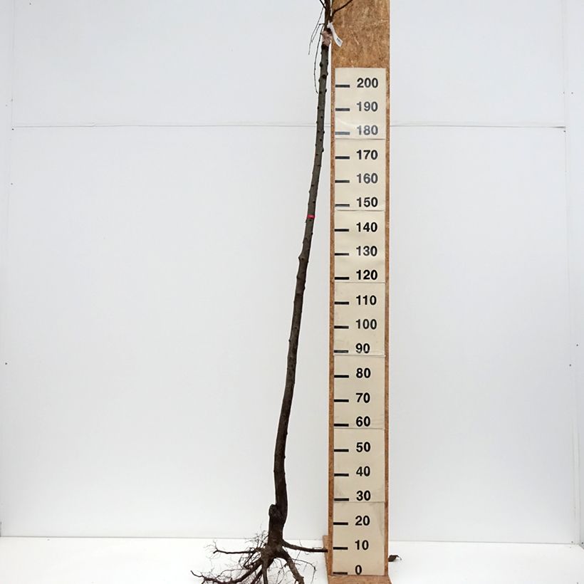 Exemplaar van Pruim Monsieur Hatif Naakte wortel, Hoogstam zoals geleverd in de winter