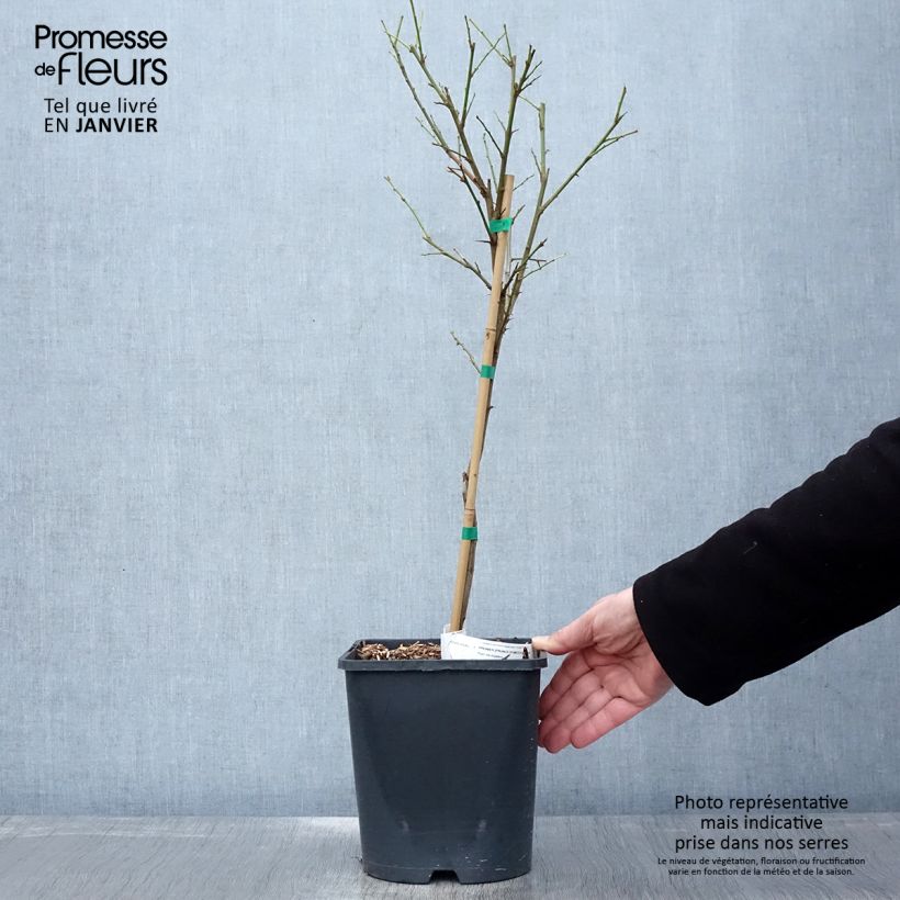 Exemplaar van Prunier nain autofertile Fruit Me Plum Me Pot van 4 l/5 l, Dwerg zoals geleverd in de winter