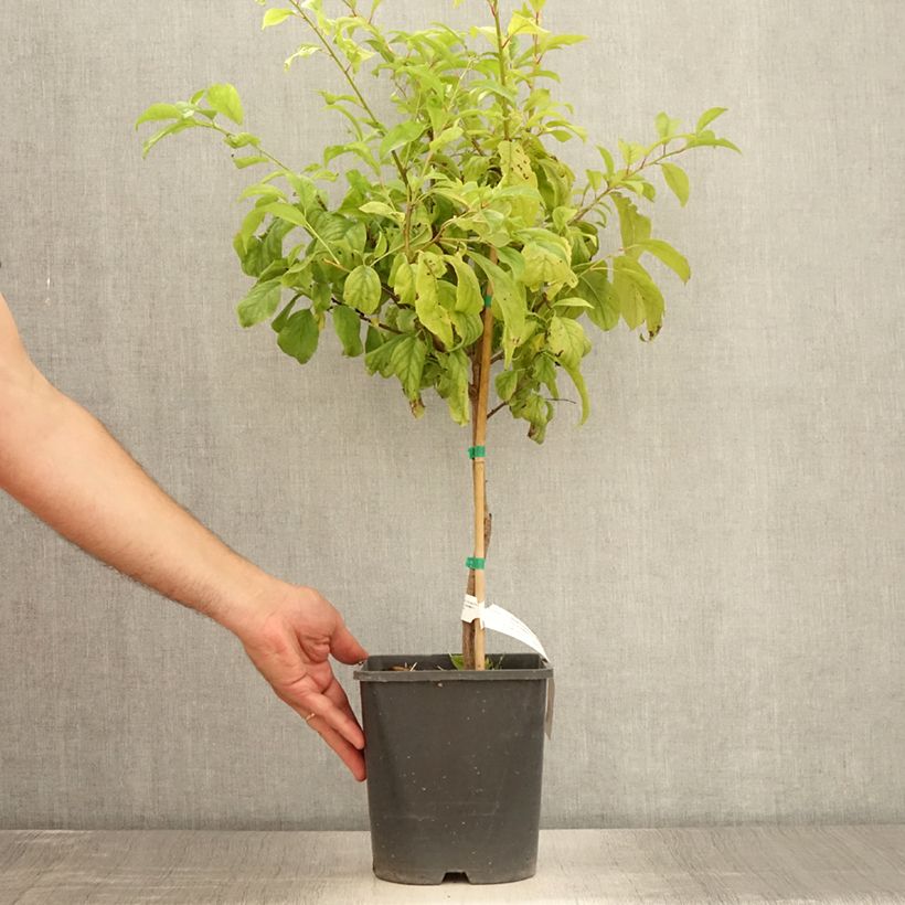 Exemplaar van Dwergpruim Fruit Me Plum Me Angeleno Pot van 4 l/5 l, Dwerg zoals geleverd in de zomer