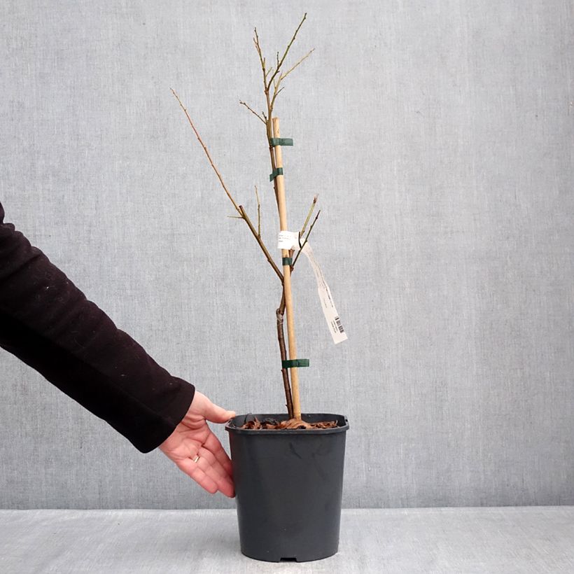 Exemplaar van Dwergpruim Fruit Me Plum Me Angeleno Pot van 4 l/5 l, Dwerg zoals geleverd in de winter