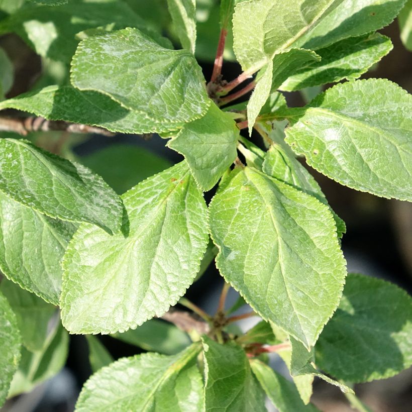 Dwergpruim Goldust (Blad)