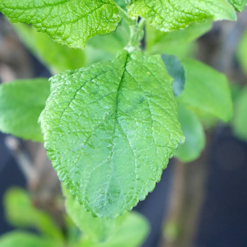 Dwergpruim Hanna (Blad)