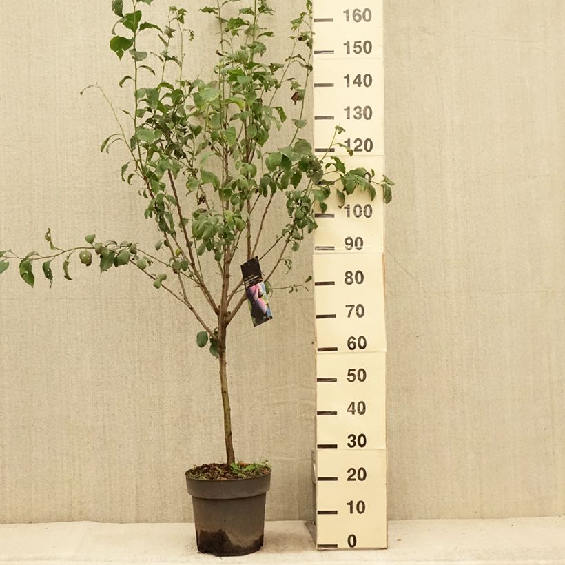 Exemplaar van Dwergpruim Hanna Pot van 7,5 l/10 l, Kwartstam zoals geleverd in de zomer