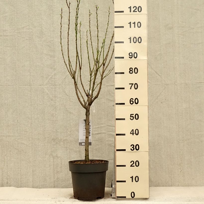Exemplaar van Dwergpruim Hanna Pot van 7,5 l/10 l, Kwartstam zoals geleverd in de lente