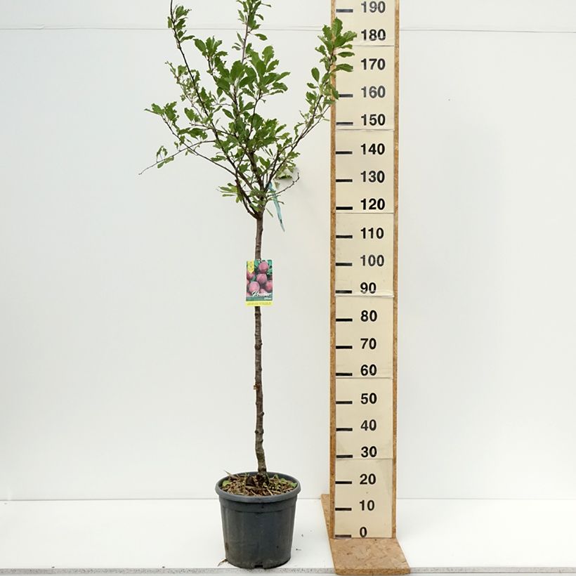 Exemplaar van Pruim van Ente Pot van 12 l/15 l, Half-hoge stam zoals geleverd in de zomer