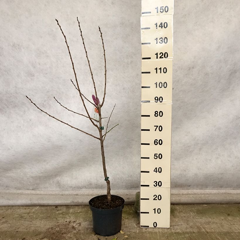 Exemplaar van Pruim Victoria Pot van 7,5 l/10 l, Kelkvormig zoals geleverd in de herfst