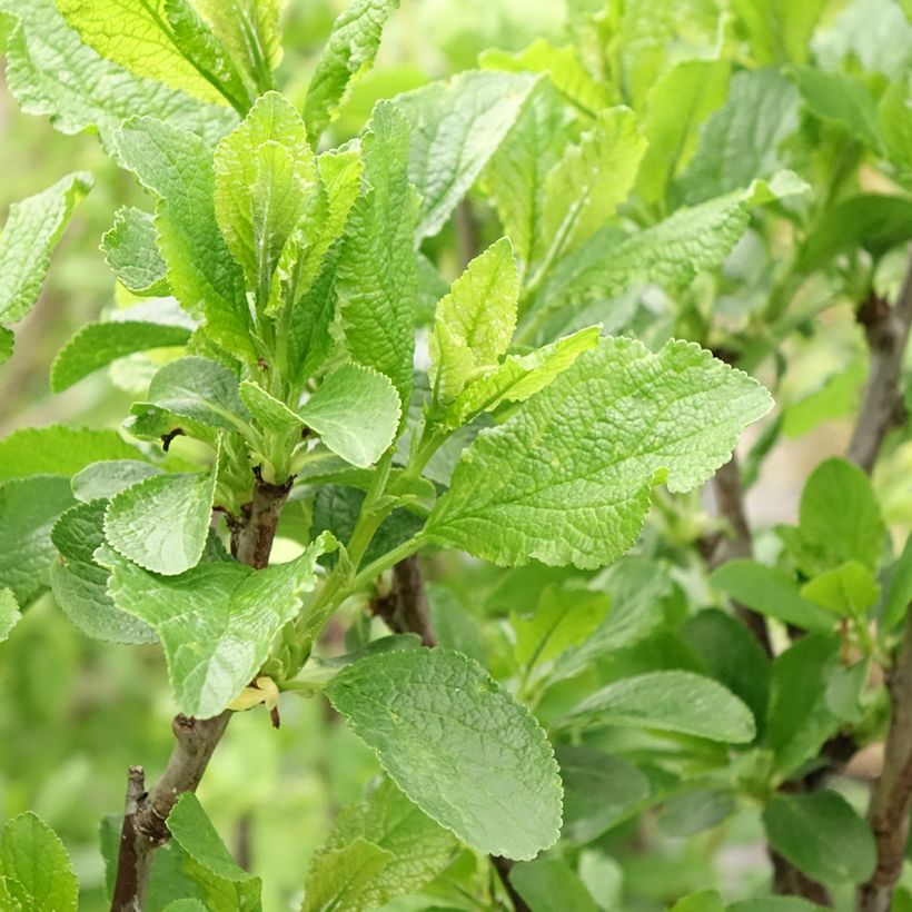 Pruim Victoria (Blad)