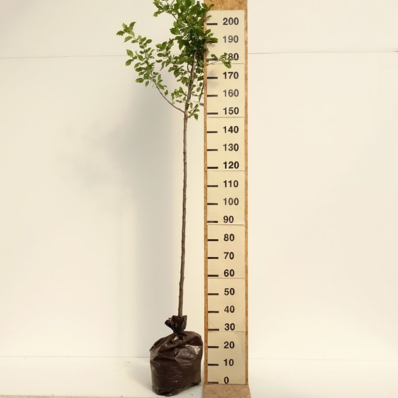 Exemplaar van Pruim Witte kwets van Létricourt Plantklare kluit, Half-hoge stam zoals geleverd in de zomer