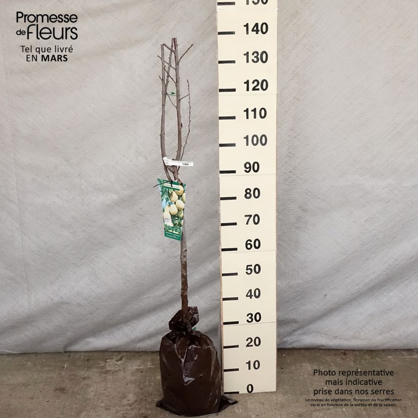 Exemplaar van Pruim Witte kwets van Létricourt Plantklare kluit, Half-hoge stam zoals geleverd in de lente