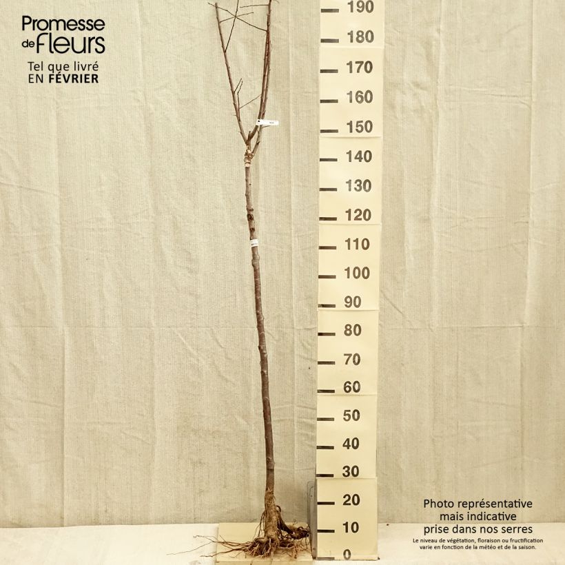 Exemplaar van Pruim Witte kwets van Létricourt Naakte wortel, Half-hoge stam zoals geleverd in de winter