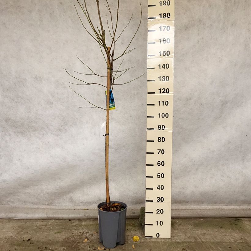 Exemplaar van Elzasser kwets Pot van 7,5 l/10 l, Half-hoge stam zoals geleverd in de herfst