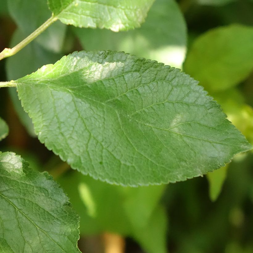 Pruim Stanley (Blad)