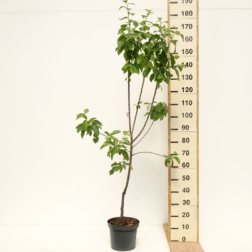 Exemplaar van Pruim Reine Claude d'Oullins Pot van 7,5 l/10 l, Kelkvormig zoals geleverd in de lente