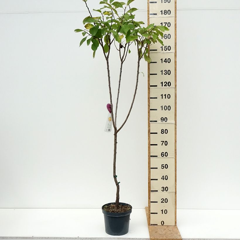 Exemplaar van Pruim Reine Claude d'Oullins Pot van 7,5 l/10 l, Kelkvormig zoals geleverd in de zomer