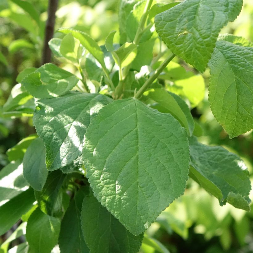 Pruim Reine Claude de Bavay (Blad)