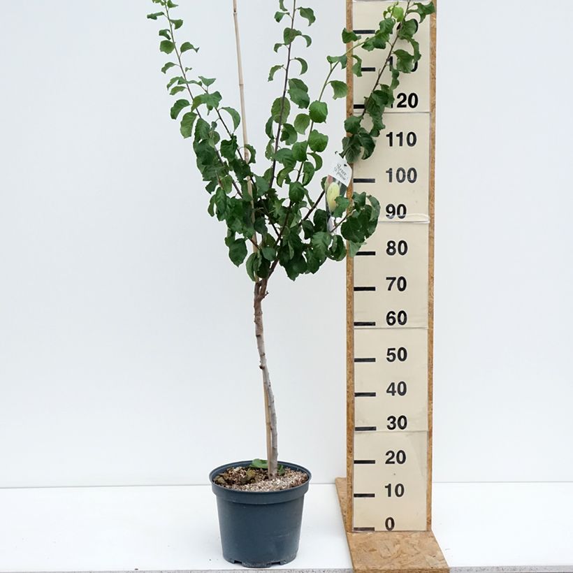 Exemplaar van Pruim Reine Claude de Bavay Pot van 7,5 l/10 l, Kelkvormig zoals geleverd in de zomer