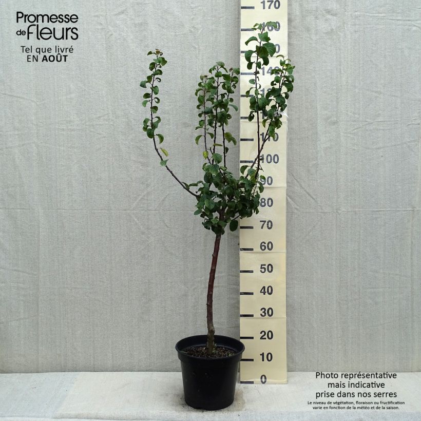 Exemplaar van Pruim Reine Claude De Juillet Pot van 7,5 l/10 l, Kelkvormig zoals geleverd in de zomer