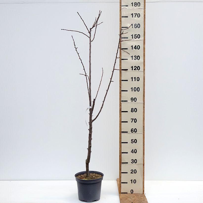 Exemplaar van Pruim Reine Claude De Juillet Pot van 7,5 l/10 l, Kelkvormig zoals geleverd in de herfst
