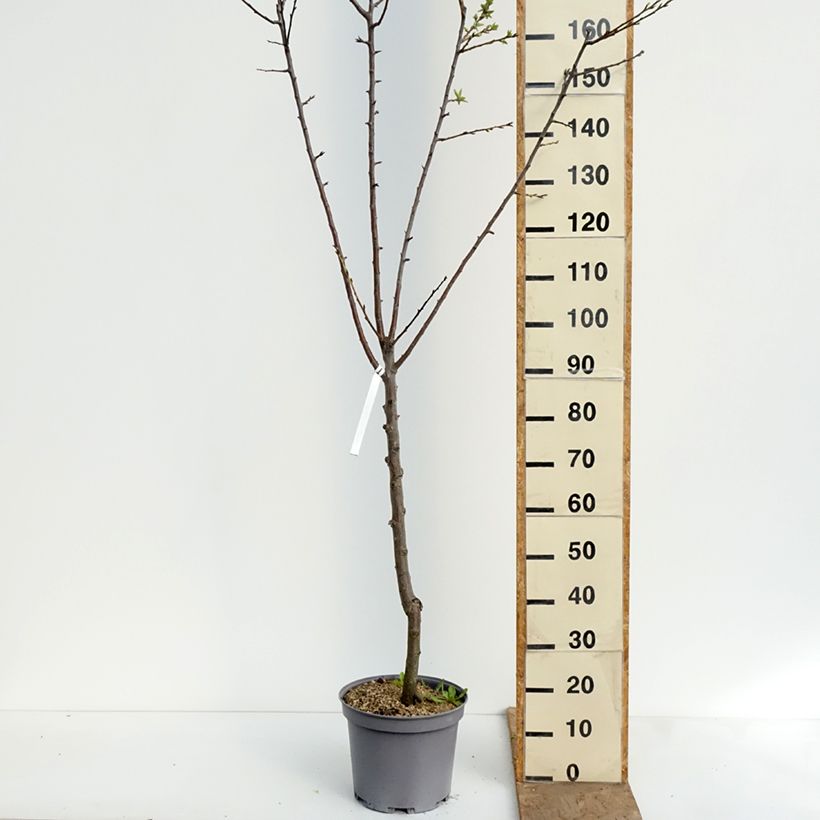 Exemplaar van Pruim Reine Claude De Juillet Pot van 7,5 l/10 l, Kelkvormig zoals geleverd in de lente