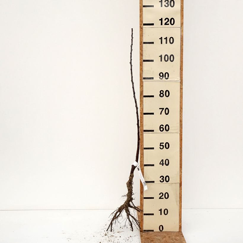 Exemplaar van Pruim Reine Claude Diaphane BIO Naakte wortel, Onderstam zoals geleverd in de winter