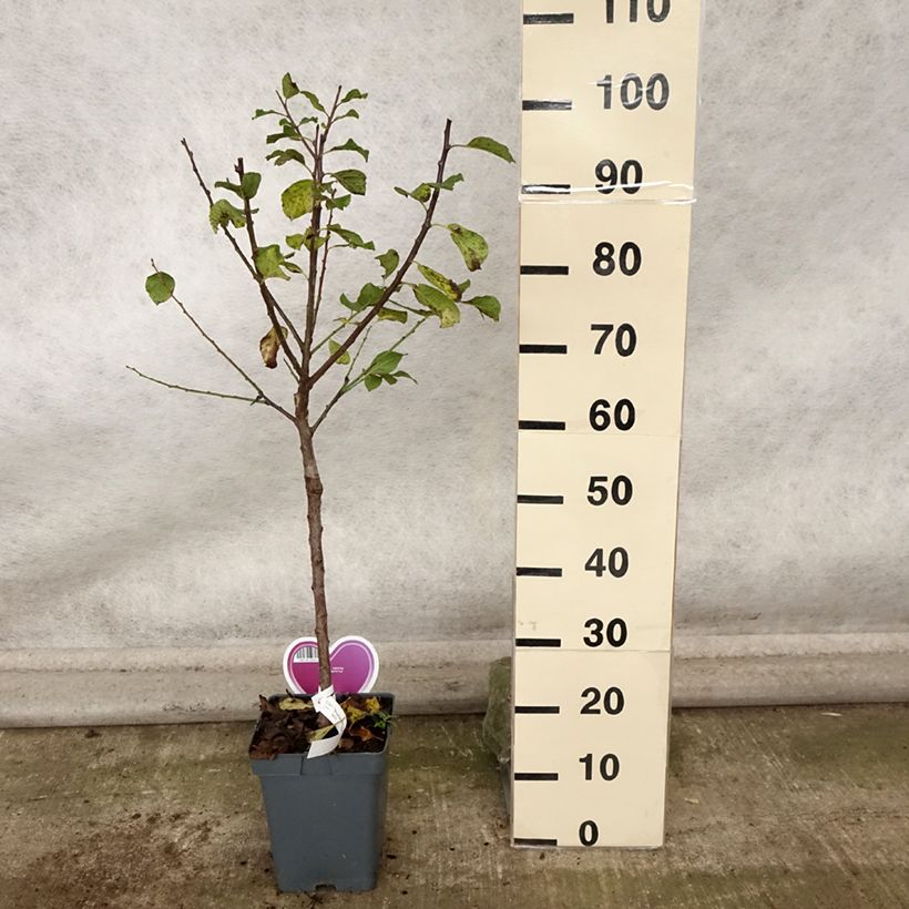 Exemplaar van Pruim Groene Reine Claude Pot van 7,5 l/10 l, Kelkvormig zoals geleverd in de herfst