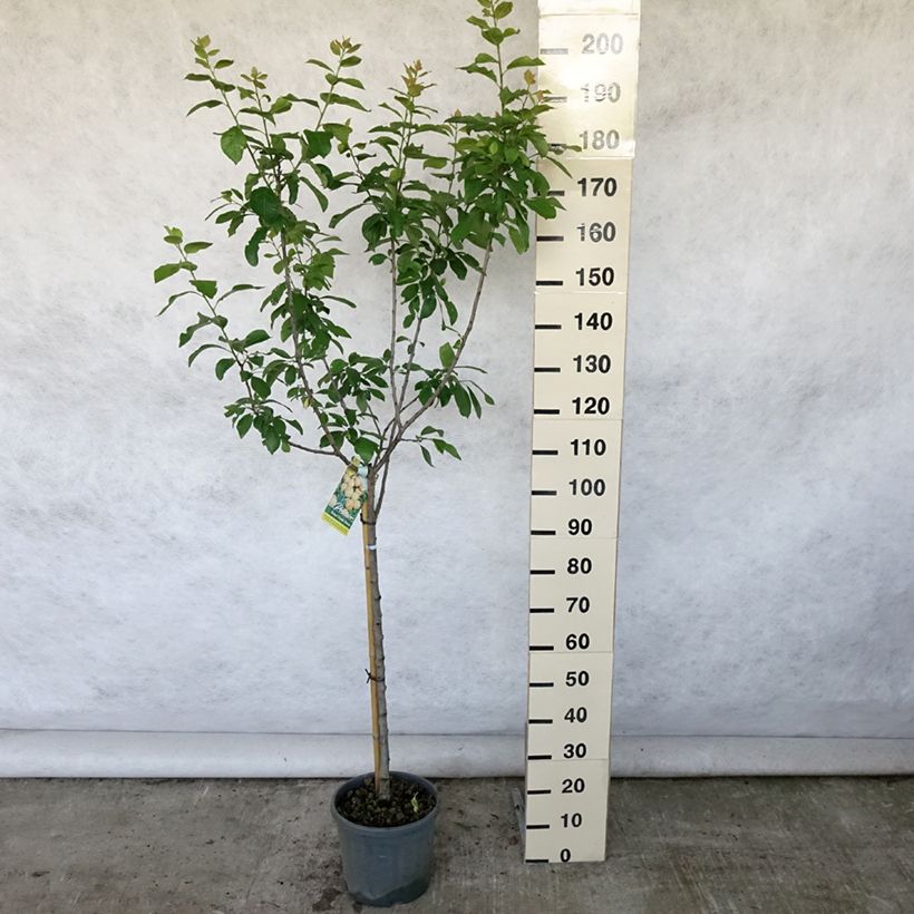 Exemplaar van Pruim Groene Reine Claude Pot van 7,5 l/10 l, Kelkvormig zoals geleverd in de zomer