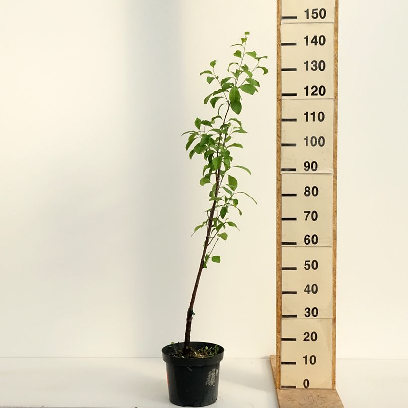 Exemplaar van Pruim Reine Claude Violette Pot van 7,5 l/10 l, Onderstam zoals geleverd in de lente