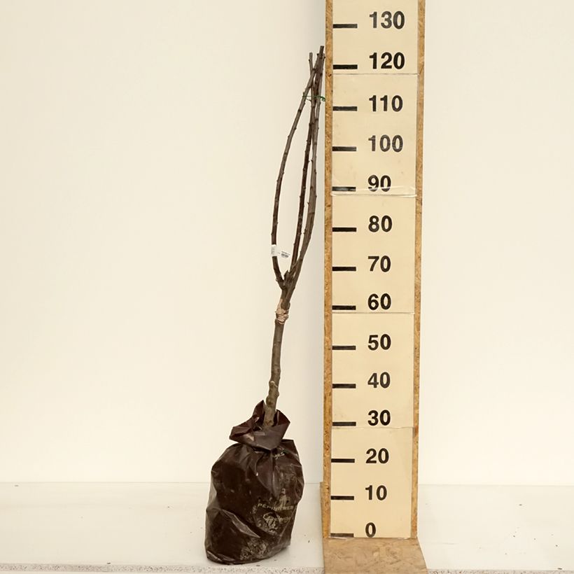 Exemplaar van Pruim Reinegold Plantklare kluit, Kwartstam zoals geleverd in de lente