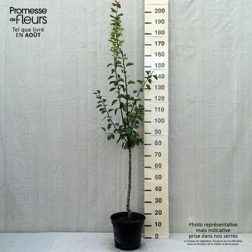 Exemplaar van Pruim Sainte Catherine Pot van 7,5 l/10 l, Kelkvormig zoals geleverd in de zomer