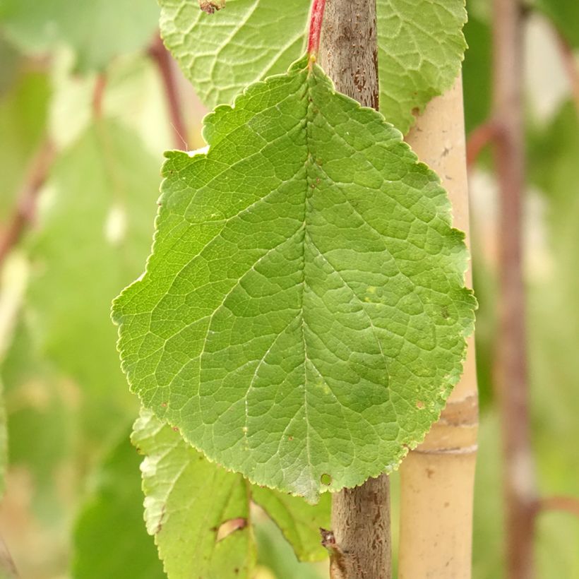 Pruim Tipala (Blad)