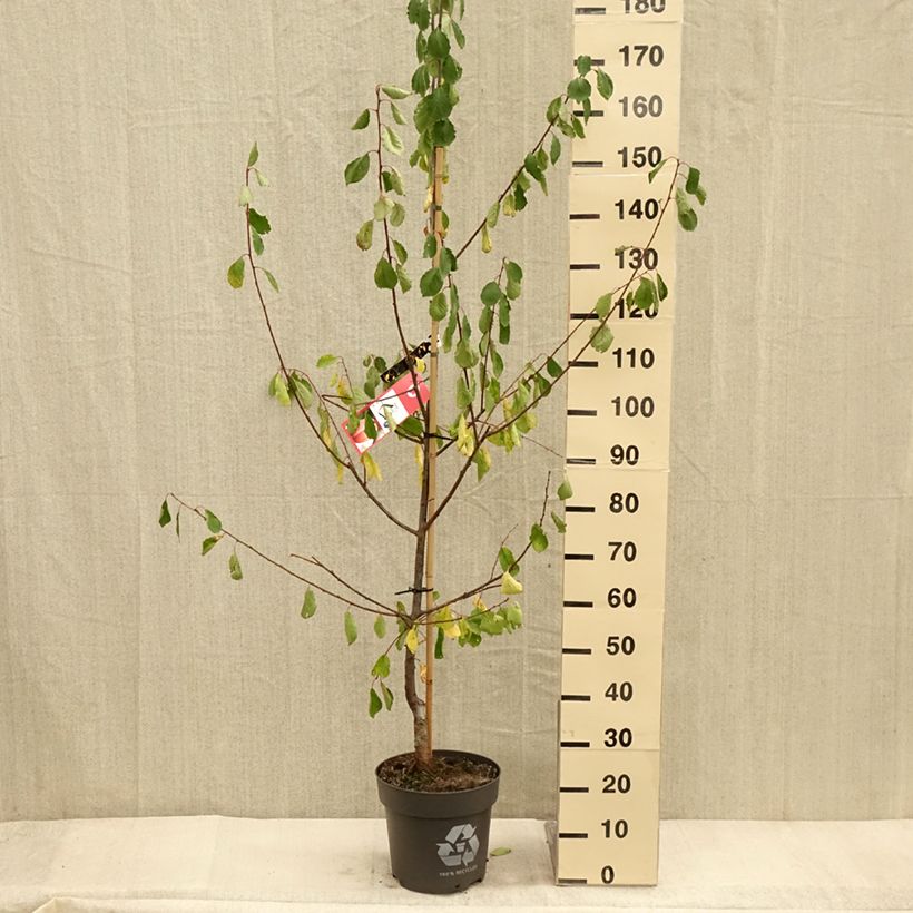 Exemplaar van Prunier Tipala - Prunus domestica Pot de 7,5L/10L, Gobelet zoals geleverd in de herfst