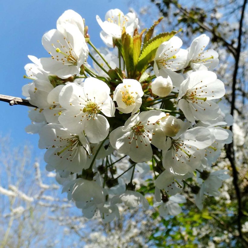 Prunus avium - Zoete kers (Bloei)
