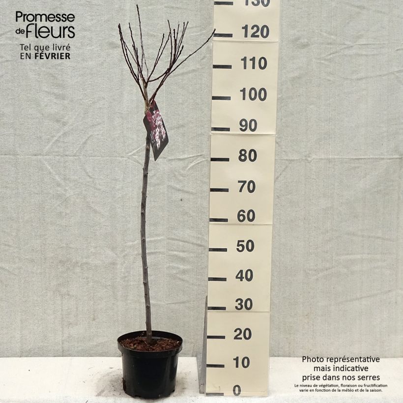 Example of Prunus cistena - Prunier des sables Pot van 4 l/5 l as you get in hiver