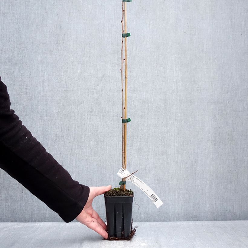 Example of Prunus First Blush - Cerisier à fleurs Pot van 1 l/1,5 l as you get in hiver