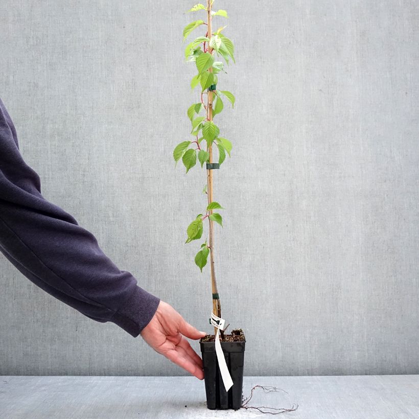 Exemplaar van Prunus First Blush - Japanse sierkers Pot van 1 l/1,5 l zoals geleverd in de lente